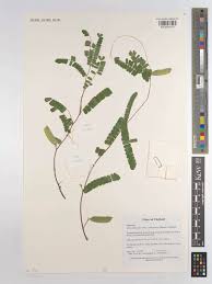 Image result for Abrus melanospermus