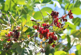 Image result for Paullinia