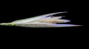 Image result for Trichoneura grandiglumis