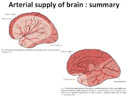 Middle cerebral artery through lateralstriate and lenticulostriate branches. Brain Vascularization Arterial Blood Supply Of The Brain