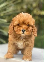 This map shows how many cockapoo dogs are posted in other states. Cavapoo Puppies For Adoption Home Facebook