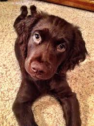 They thrive on companionship and enjoying the company of children and other dogs. Boykin Spaniel Dog Quotes Quotesgram