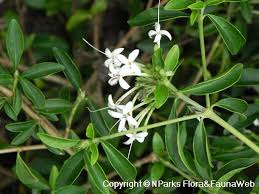 Image result for Pavetta uniflora