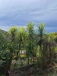 Image result for Cordyline stricta