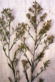 Image result for Stomatanthes