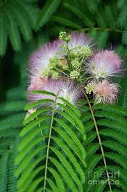 Mimosa4 By Steven Foster In 2021 Mimosa Tree Mimosa Flower Beautiful Flowers
