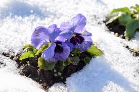 Plant in a partially shaded area where flowers can thaw out after a snow or frost without direct sunlight. Can Pansies Survive Frost How To Prepare Your Pansies For Winter
