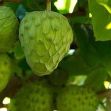 98% of roots are situated in the upper 40 cm, with considerable lateral root development. Cherimoya Annona Cherimola Samen Kaufen