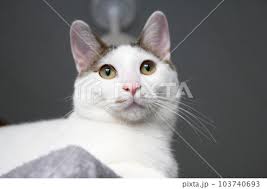Daily concept of Japanese Bobtail cat living at...