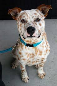 Thank you for watching this video of my best friend. Pitbull Dalmatian Mix Puppy Off 71 Www Usushimd Com