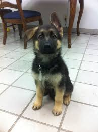 German shepherd puppies' ears don't usually stand up for some time. Did You Know German Shepherd Ears Can Stay Partially Floppy For Months German Shepherd Ears German Shepherd Gsd Puppies