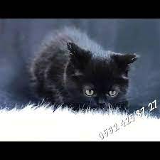 watch the best youtube videos online satilik british shorthair yavrularimiz detayli bilgi ve fiyat bilgisi icin lutfen arayin britsh br cats animals