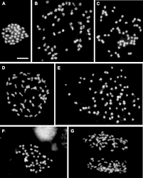 San jose, caroyal oaks, ca. Iapt Chromosome Data 33 Marhold 2020 Taxon Wiley Online Library
