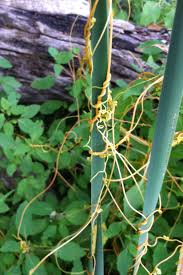 Image result for Cuscuta abyssinica