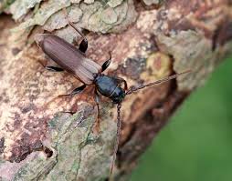 Image result for Combretum fuscum