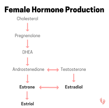 Pms Not Anymore Endocrine System Female Hormones