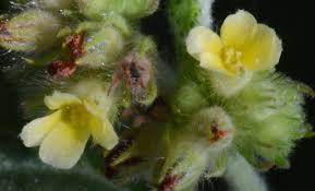 Image result for Waltheria indica