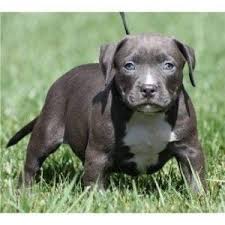Black And White Pitbull Dog Price For Sale Pitbull Puppies Philippines Cute Baby Animals Pitbull Puppies Puppies Cute Baby Animals