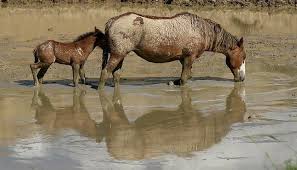 The wild horses need your help. Pin By Victoria On Colorado Mustangs Wild Horses Horses Animals