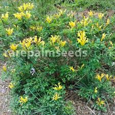 Image result for Tecoma capensis