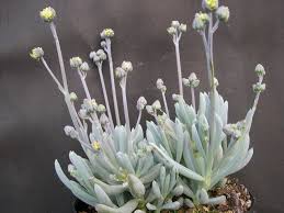 Image result for Senecio subsessilis
