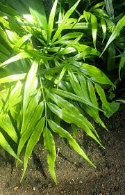 Image result for Coniogramme