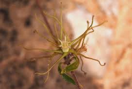 Image result for Fockea angustifolia