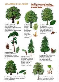 Image Associee Arbre Chene Pedoncule Automne Maternelle