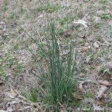 The main drawback is that you have to delay mowing the lawn in spring, and the grass may begin to look a bit ragged before it's safe to mow. Spotlight On Weeds Wild Garlic Allium Vineale Purdue Landscape Report