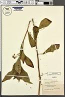 Image result for Impatiens runssorensis