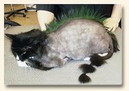 Indoor cats may shed all year long. Should I Shave My Cats Catster