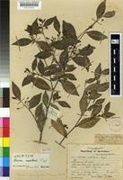 Image result for Rinorea angustifolia