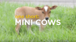 We really enjoy our cows and always have favorites in the pasture. One Short Mini Cows Youtube