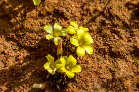 Image result for Allocassine laurifolia