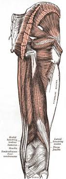 Ankle anatomy the ankle is a joint that connects the lower leg to the foot. Figure Muscles Of The Thigh Gluteus Statpearls Ncbi Bookshelf
