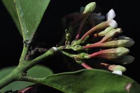 Image result for Acokanthera oblongifolia