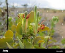 Image result for Tapinanthus oleifolius