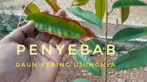 Orang yang mengalami asma akan mudah mengalami batuk dan sesak napas. Penyebab Daun Durian Kering Youtube