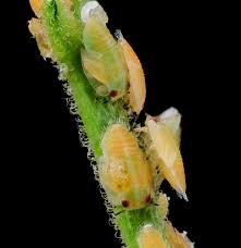 Image result for Citropsis