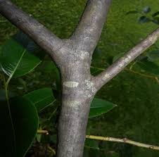 Image result for Sebaea pentandra