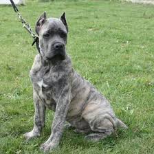 Black Blue Cane Corso Puppies For Sale Cane Corso Puppy Cane Corso Puppies Cane Corso Cane Corso Dog