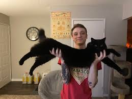 The chantilly was thought to be extinct but later rediscovered in 1960. My Big Chungus And Possibly A Long Lost Chantilly Tiffany Cat Kit Cats