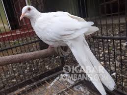 Pembayaran mudah, pengiriman cepat & bisa cicil 0%. Inilah Mitos Memelihara Burung Puter Putih Kabar Jombang