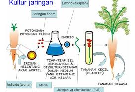 Membelahnya Jaringan Dewasa Tumbuhan Halaman All Kompasiana Com