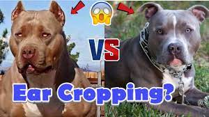 Especially if they are blue or brindle in color. Dog Ear Cropping The Pros And Cons Of Ear Cropping Youtube