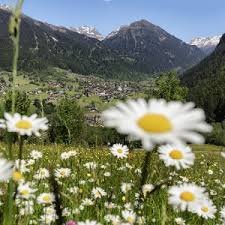 +43 50 6686 , info@montafon.at Maisasswanderung St Gallenkirch Osterreichs Wanderdorfer