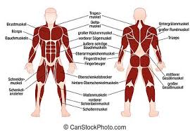These include mobility, stability, posture, circulation, digestion, and more. Muscles Chart Description Muscular Body Woman Muscle Chart With Accurate Description Of The Most Important Muscles Of The Canstock