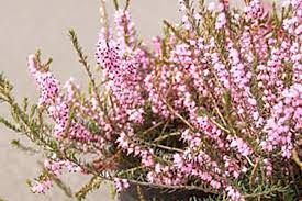 Get It Growing Heathers Offer Color For All Seasons Sequim Gazette