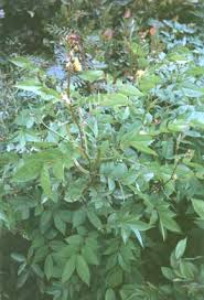 Image result for Senna occidentalis