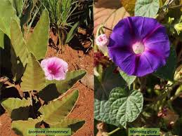 Image result for Convolvulaceae